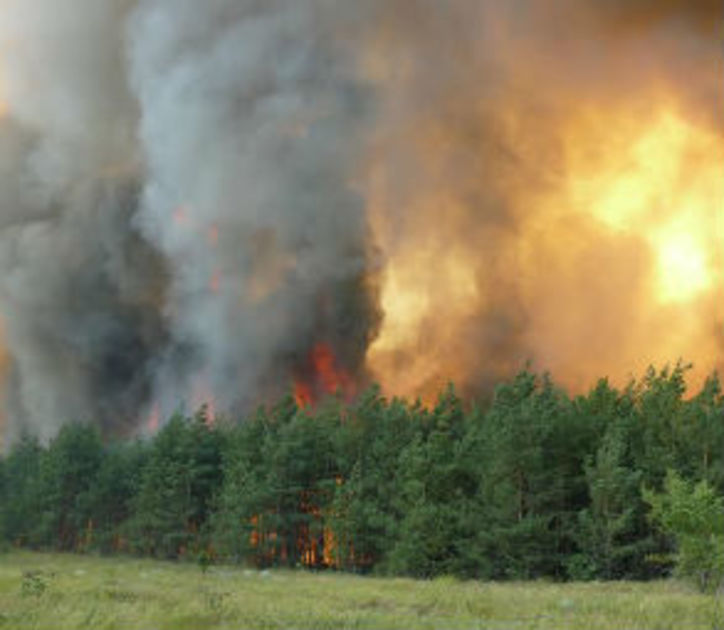 К полумиллиону рублей возможно заплатить за воспламенение огней в лесу, которому