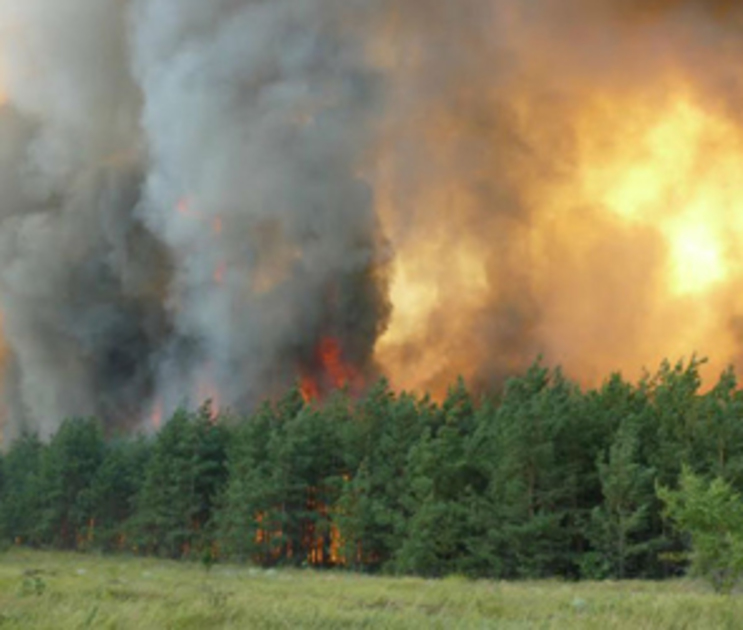 Около Воронежа возможно сообщить о лесных пожарах относительно «горячей линии» о