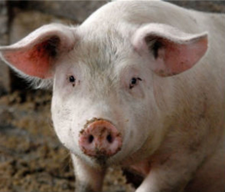 В области Anninsky уже 55 свиней умерли от африканской чумы