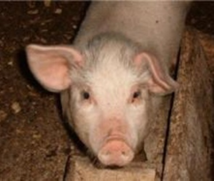 В Воронежском регионе снова установил африканскую чуму свиней