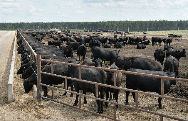 В Министерстве сельского хозяйства полагают, что Воронежская мраморная говядина может заменить импорт